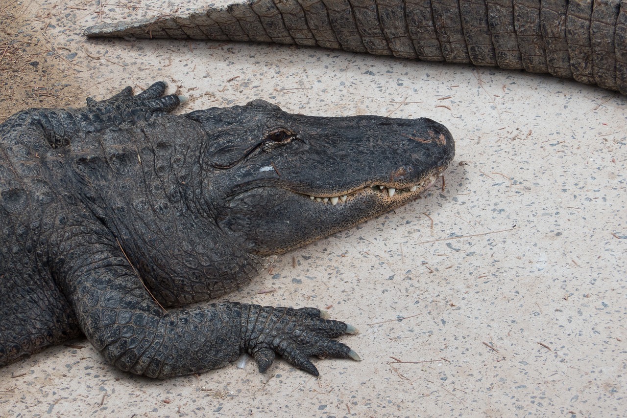 crocodile zoo alligator free photo