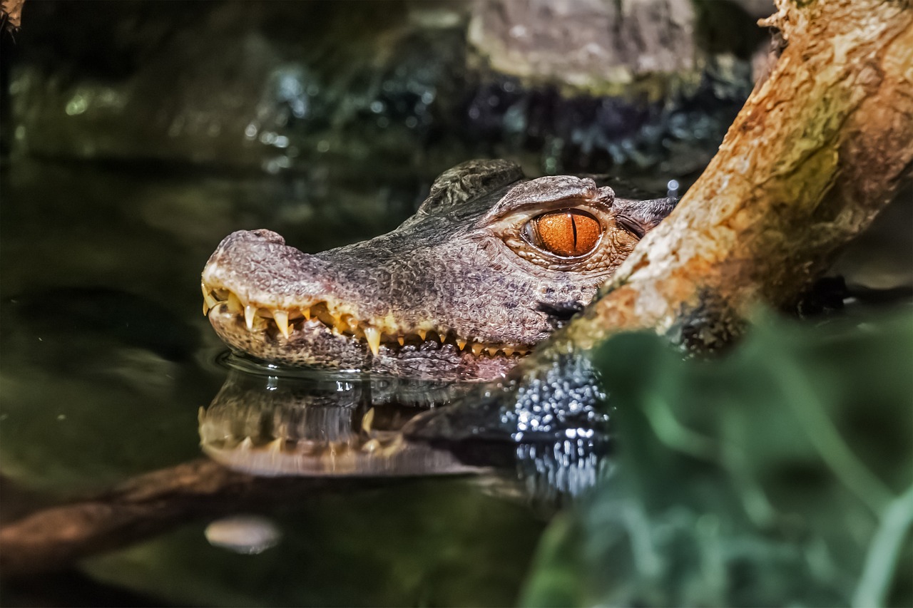 crocodile teeth animal free photo