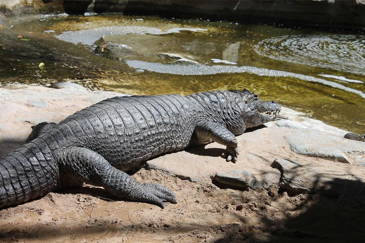 crocodile expensive park free photo