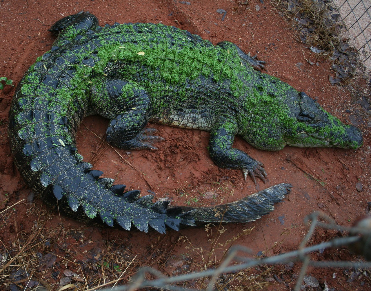 crocodile kimberley western australia free photo