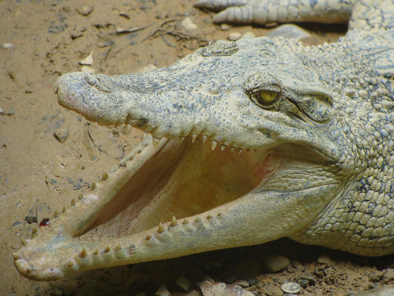 crocodile mouth animals free photo