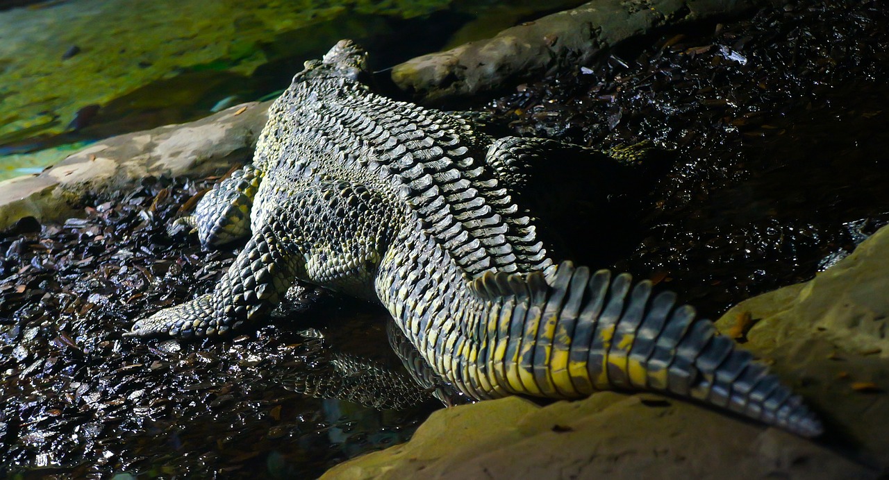 crocodile alligator scale free photo