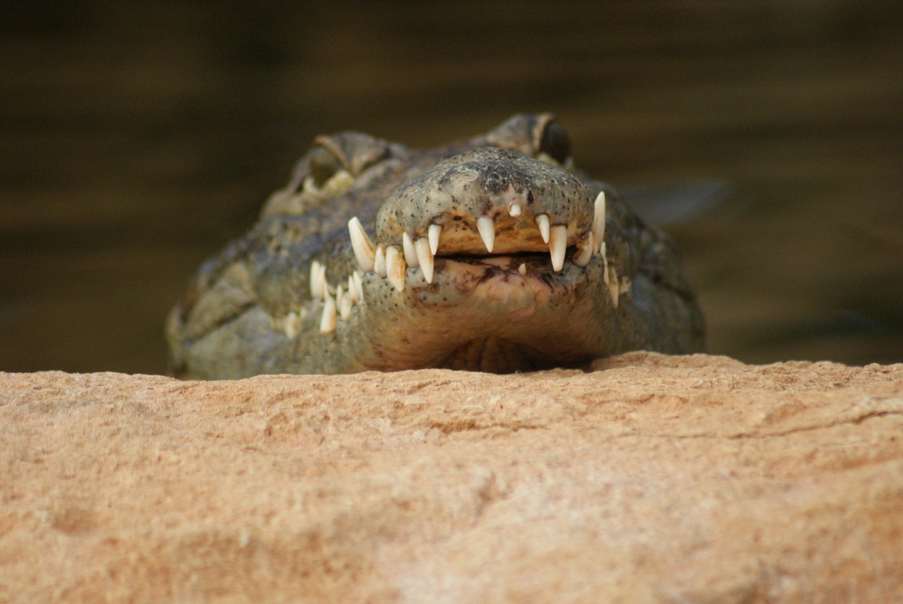 crocodile teeth danger free photo
