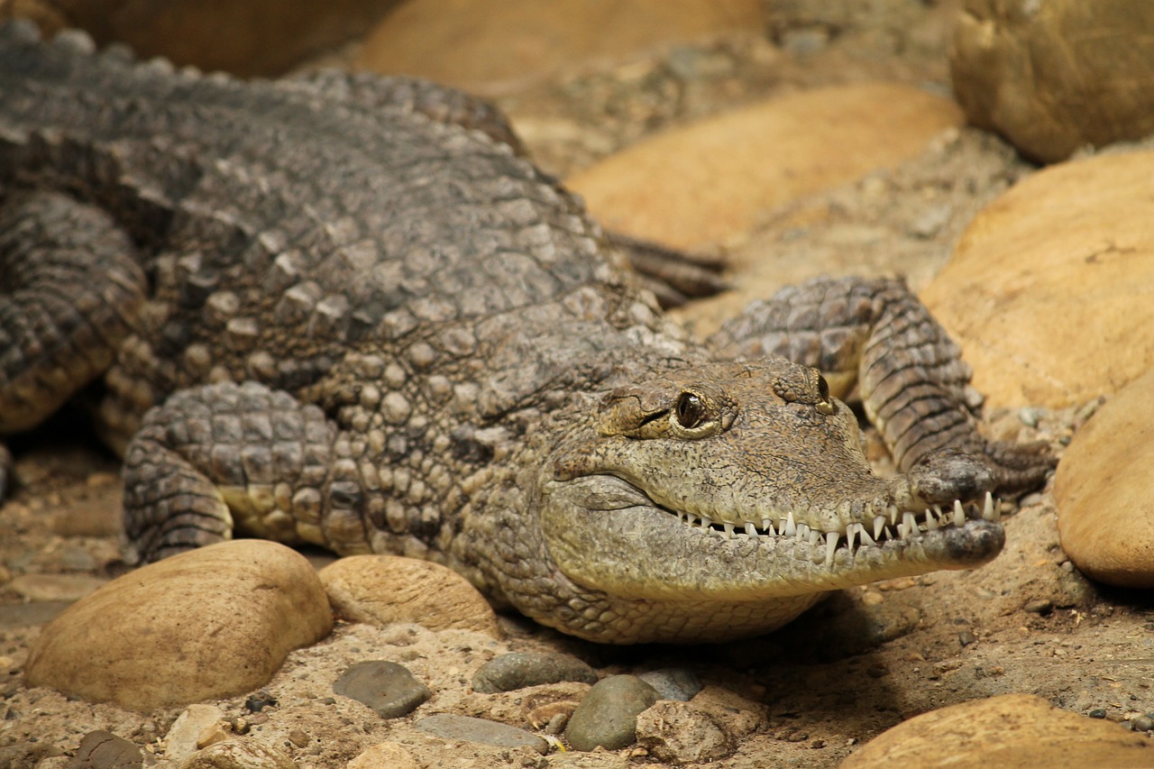 crocodile staring tooth free photo