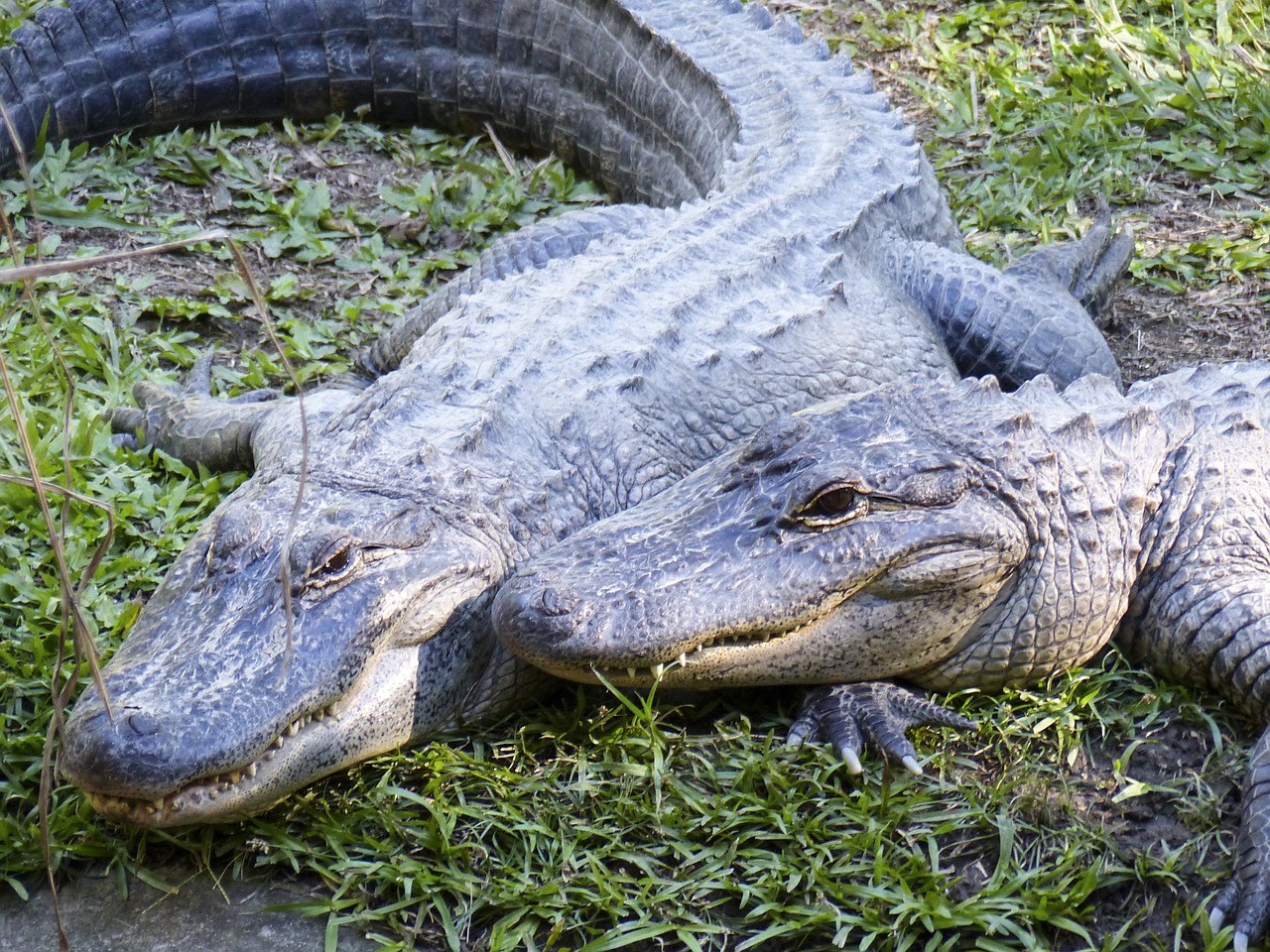 crocodile reptile water free photo