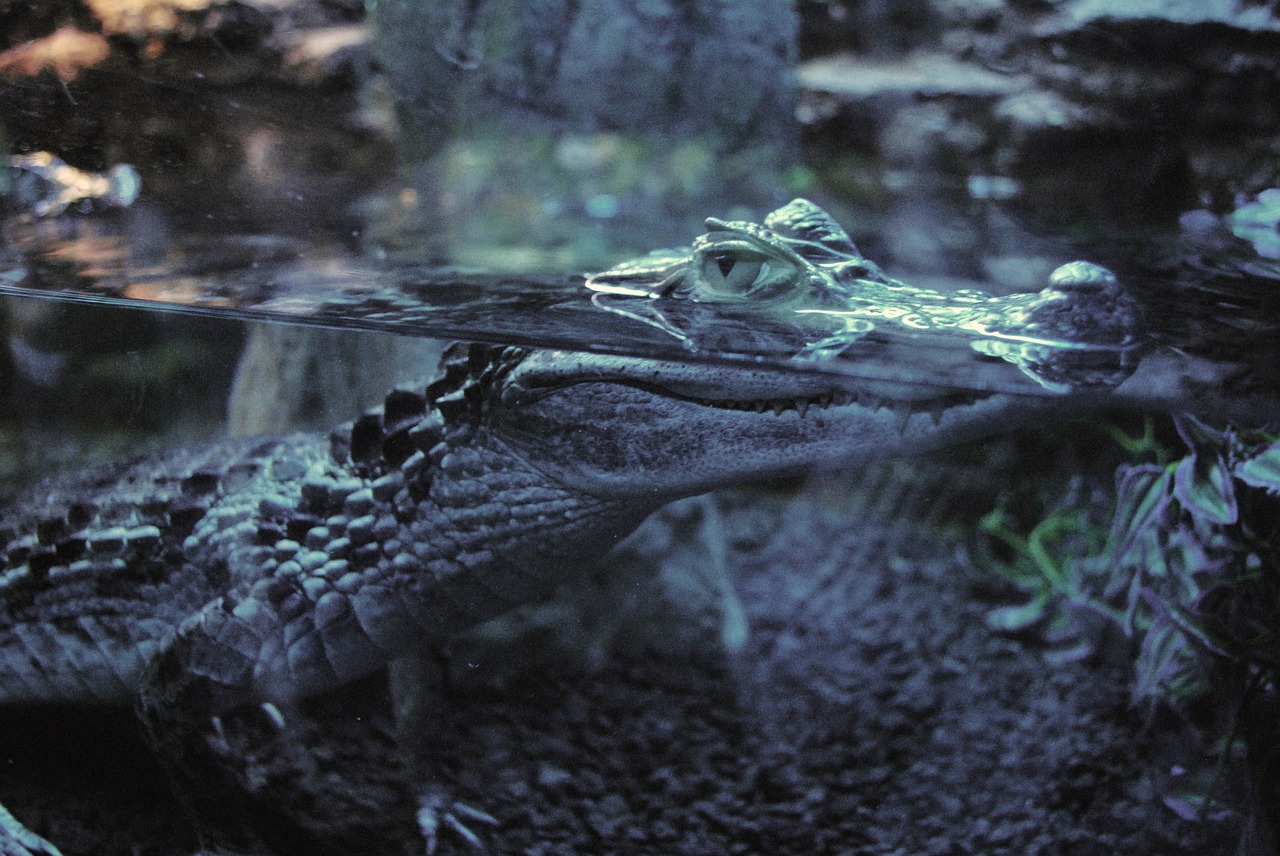 crocodile water predator free photo