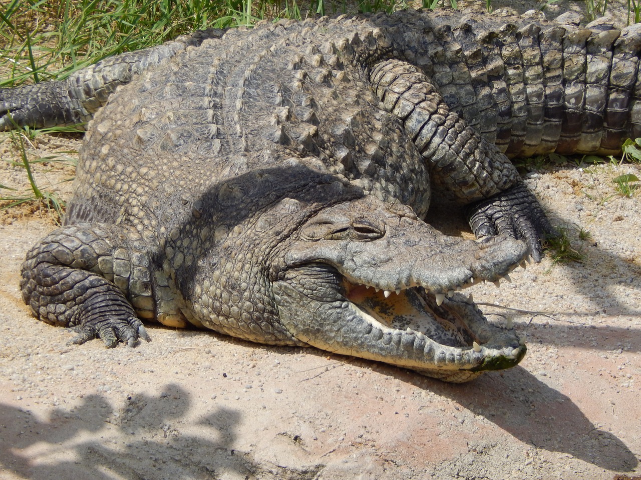 crocodile zoo animal free photo