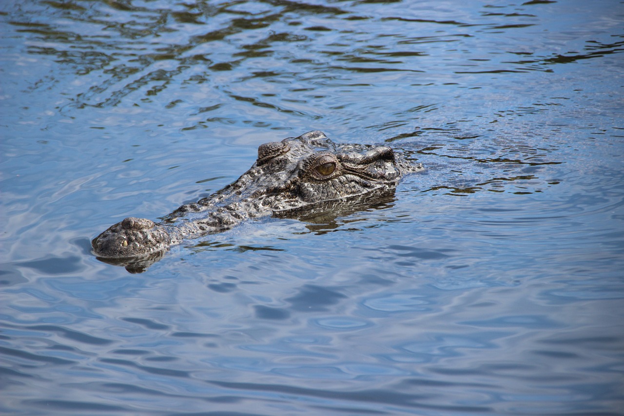 crocodile river australia free photo