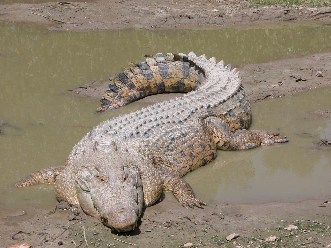 crocodile salt water australian free photo