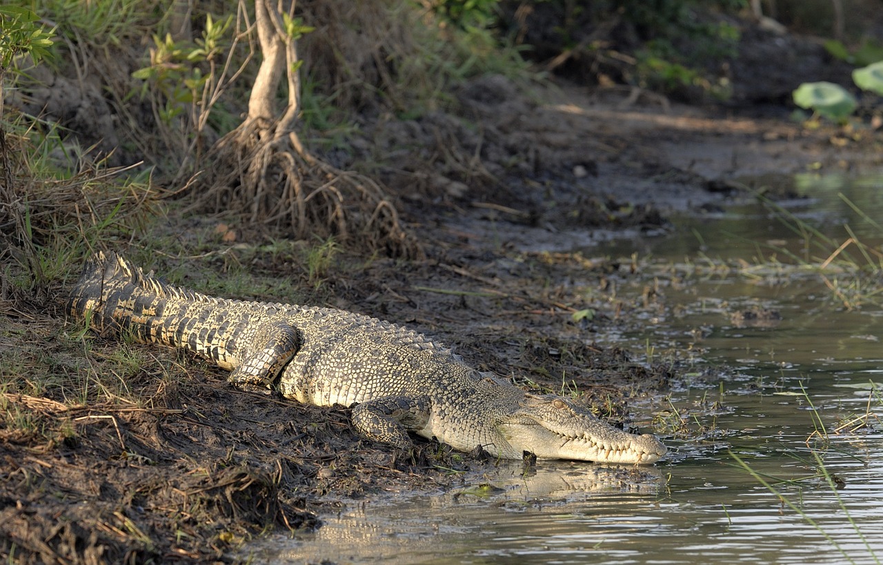 crocodile salt water australian free photo