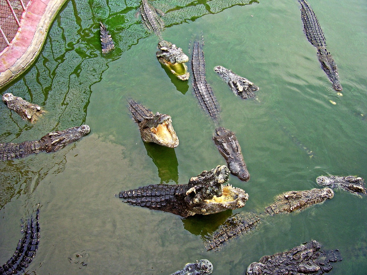 crocodile samut prakan thailand free photo