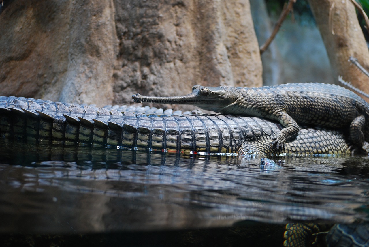 crocodile animal the prague zoo free photo