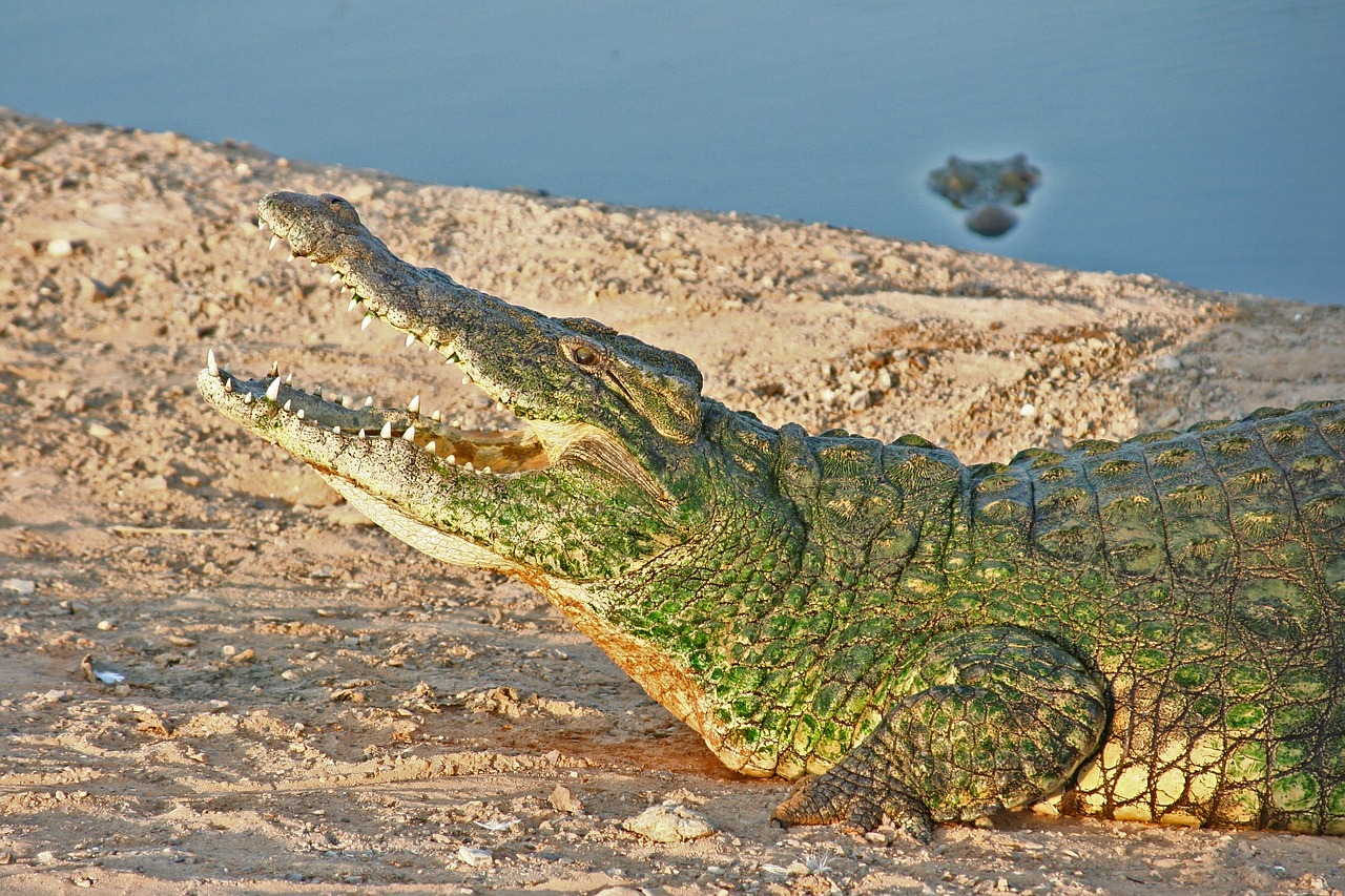 crocodile reptile wildlife free photo