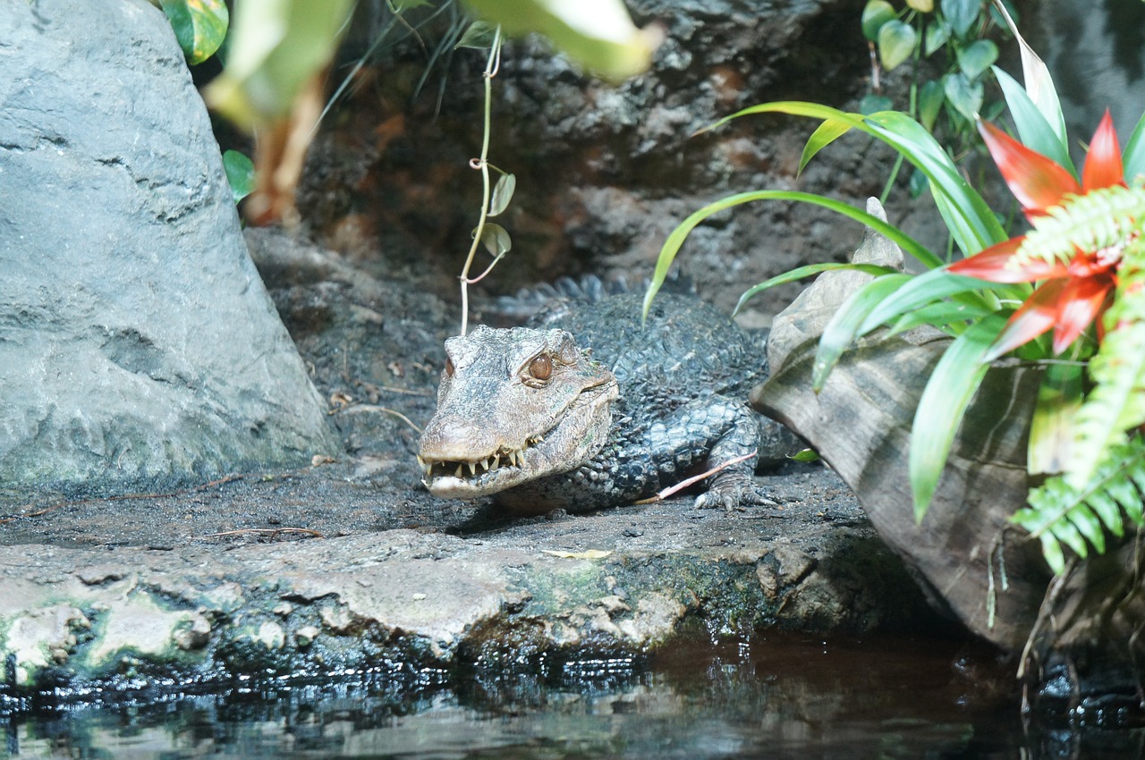 crocodile nashville zoo free photo