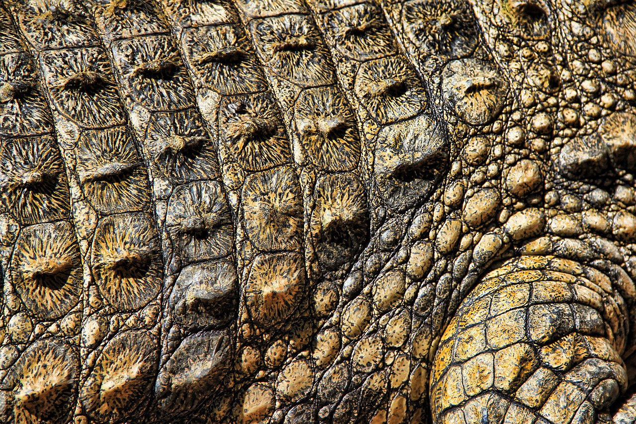 crocodile texture nature free photo