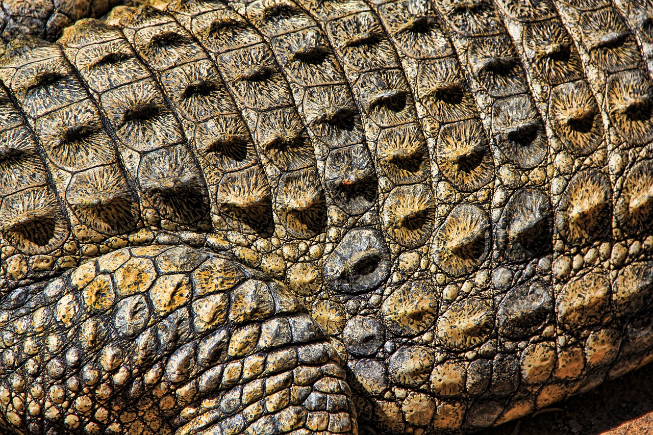 crocodile texture nature free photo