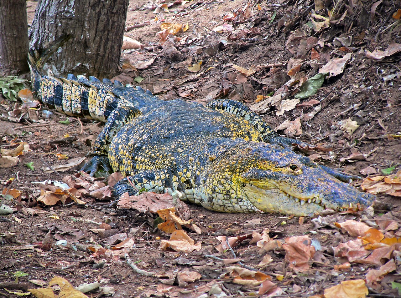 crocodile caiman wild free photo