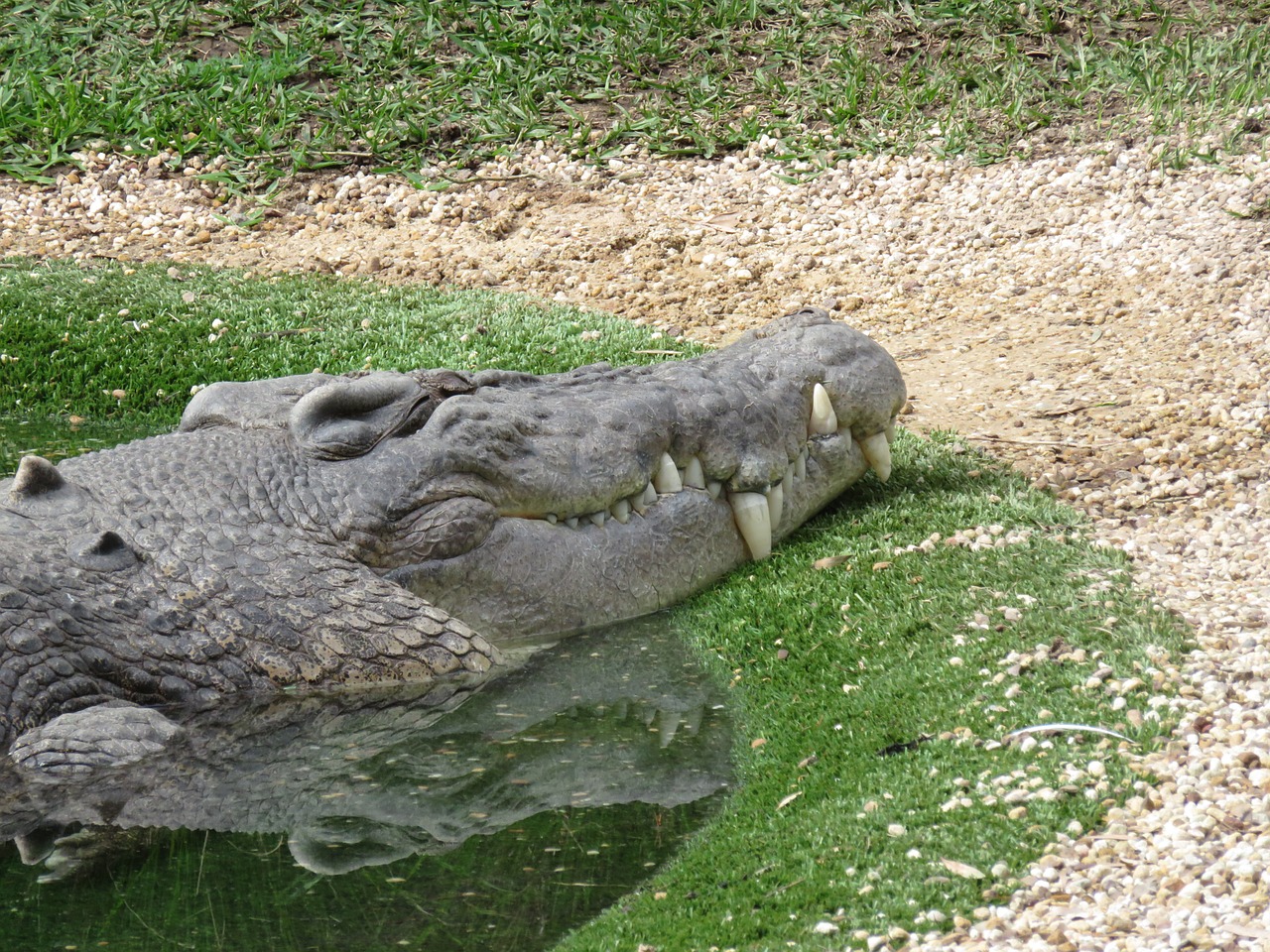 crocodile smile animal free photo