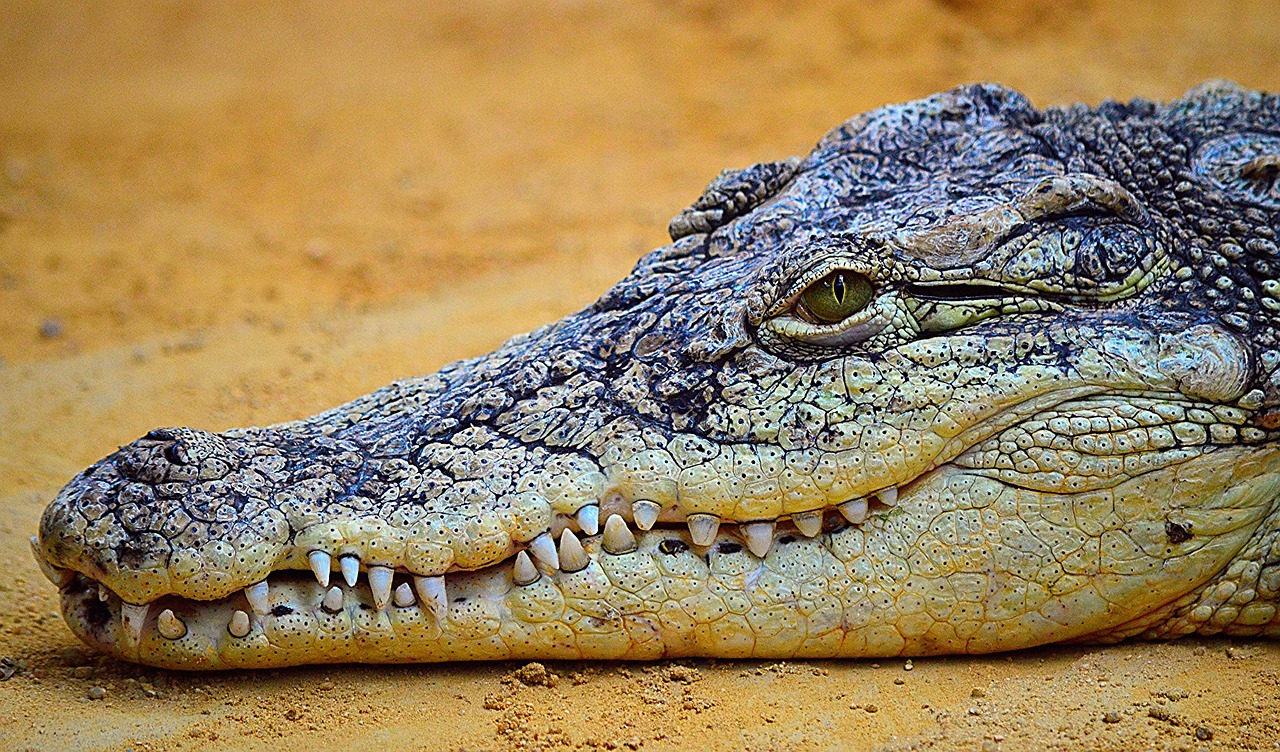 crocodile reptile nature free photo