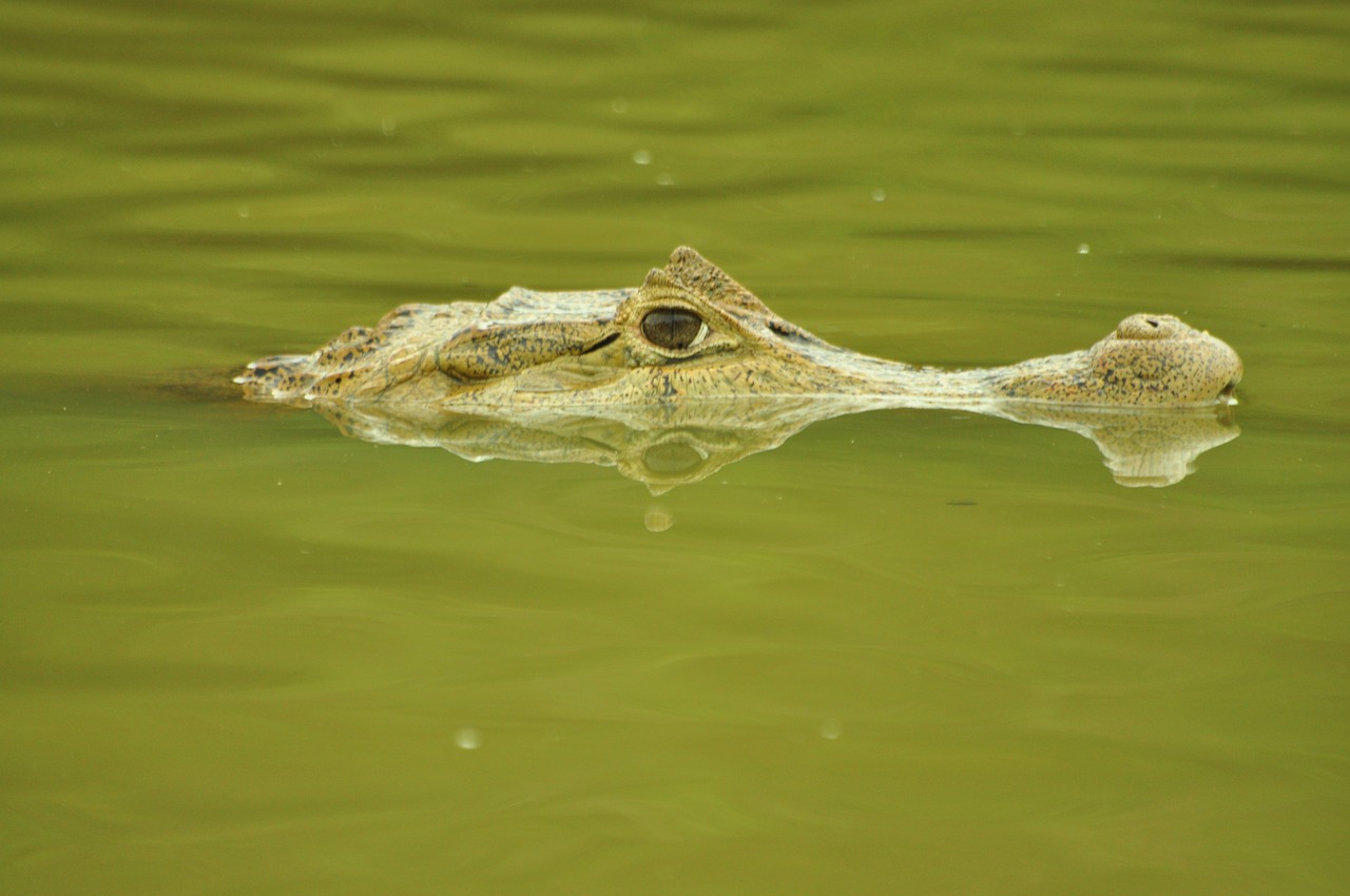 crocodile cayman cocodrile free photo