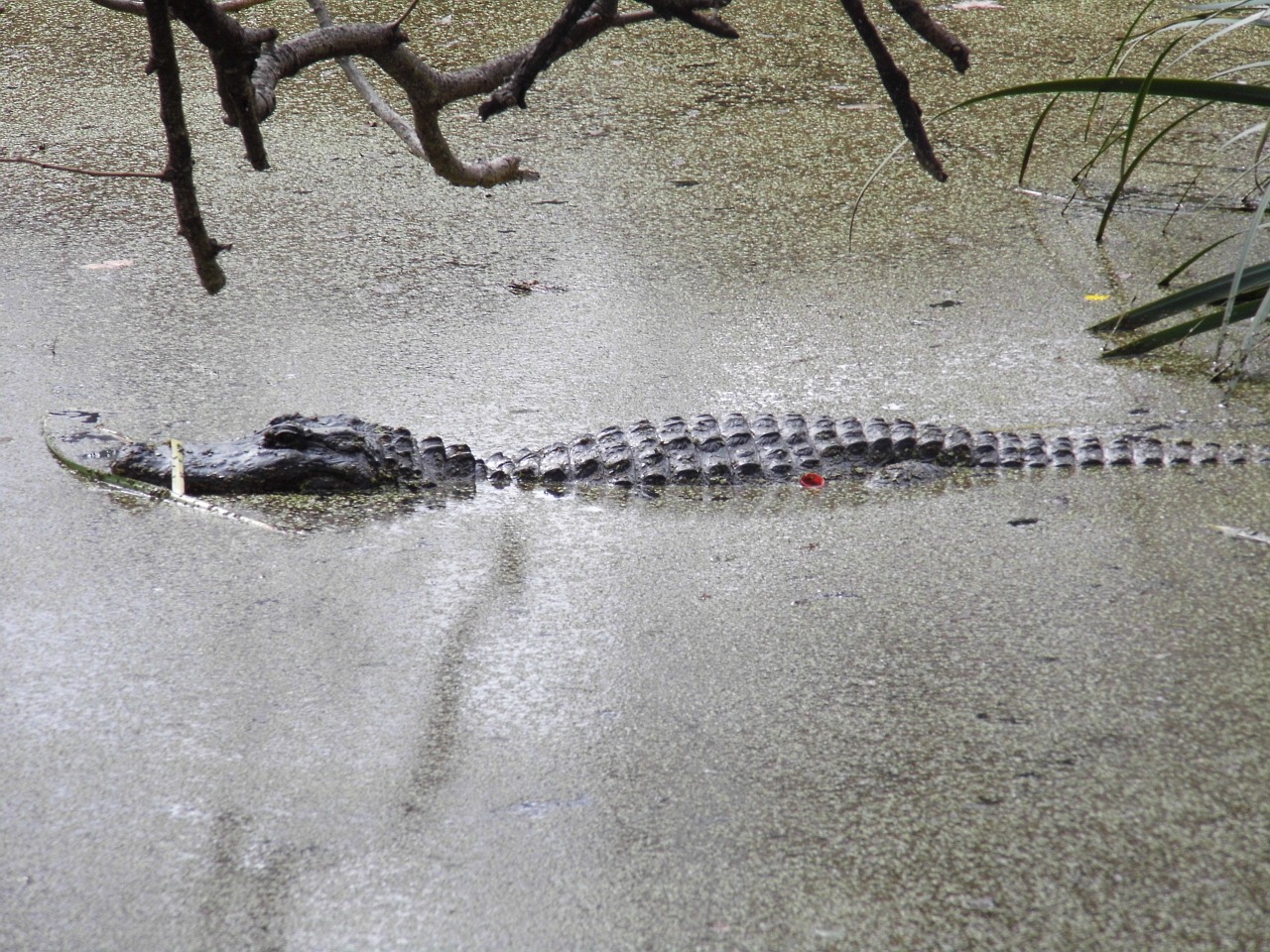 crocodile water animals free photo