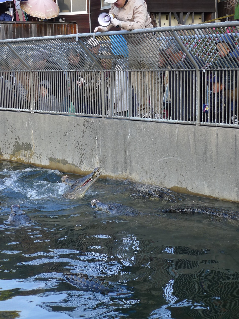 crocodile reptiles water free photo