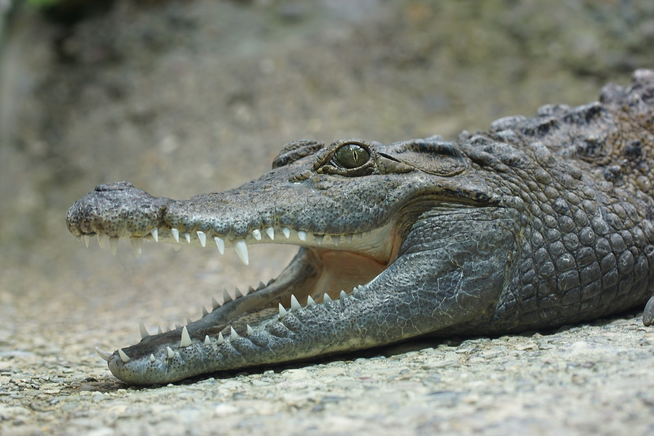 crocodile tooth lizard free photo