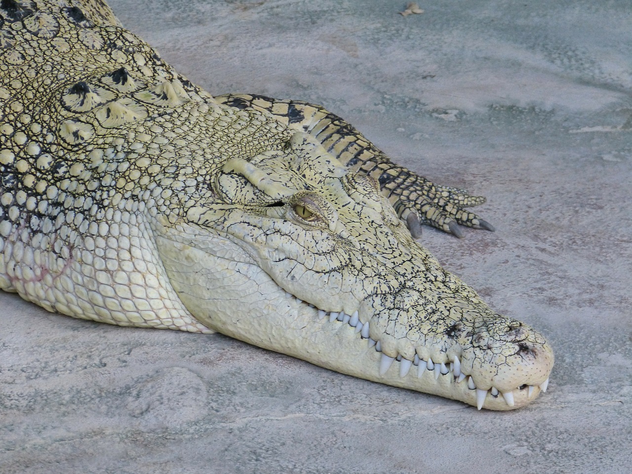 crocodile lizard reptile free photo