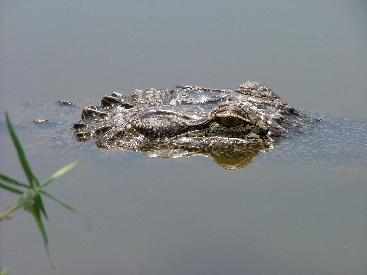 alligator head eye free photo