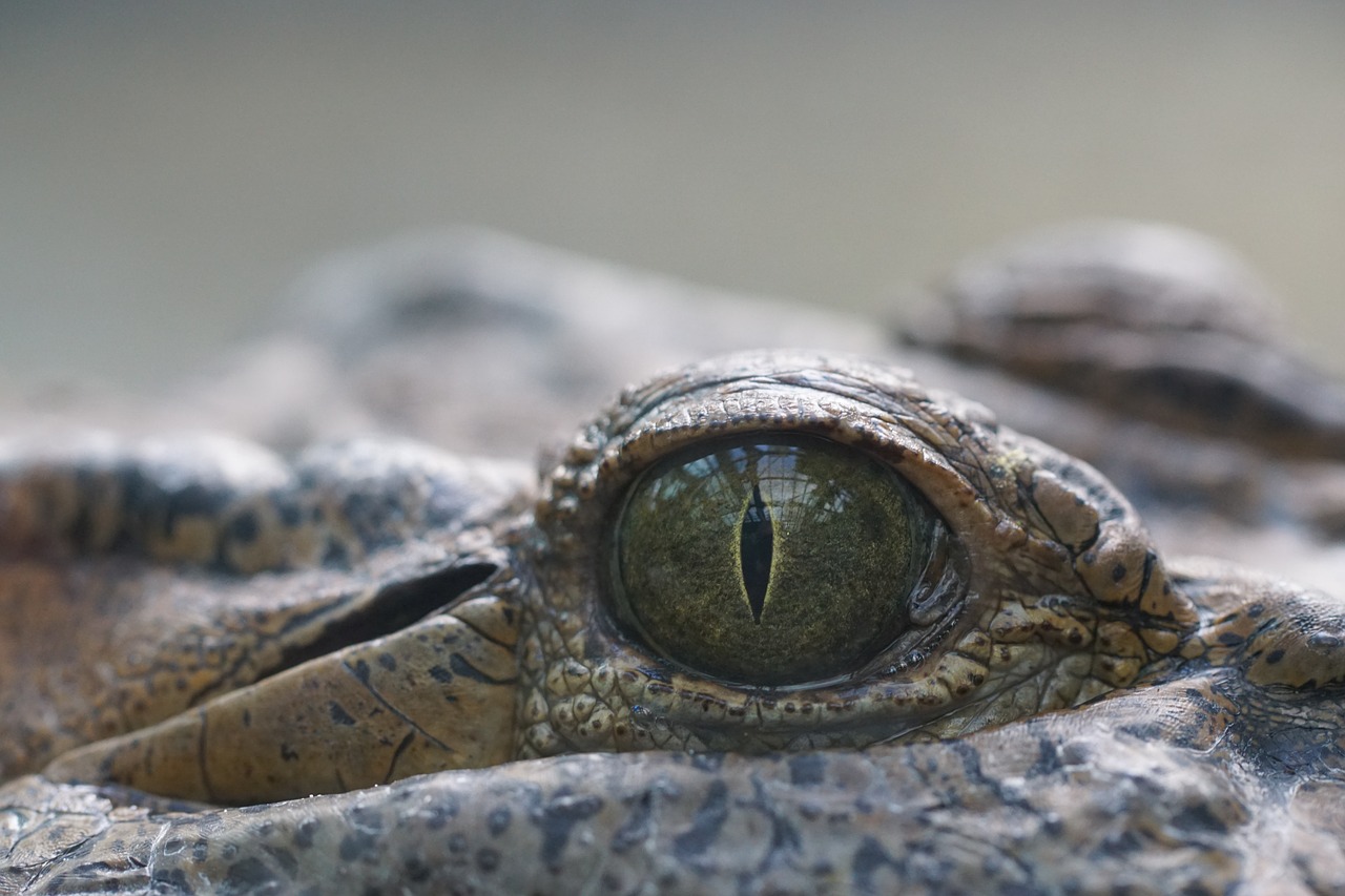 crocodile eye reptile free photo