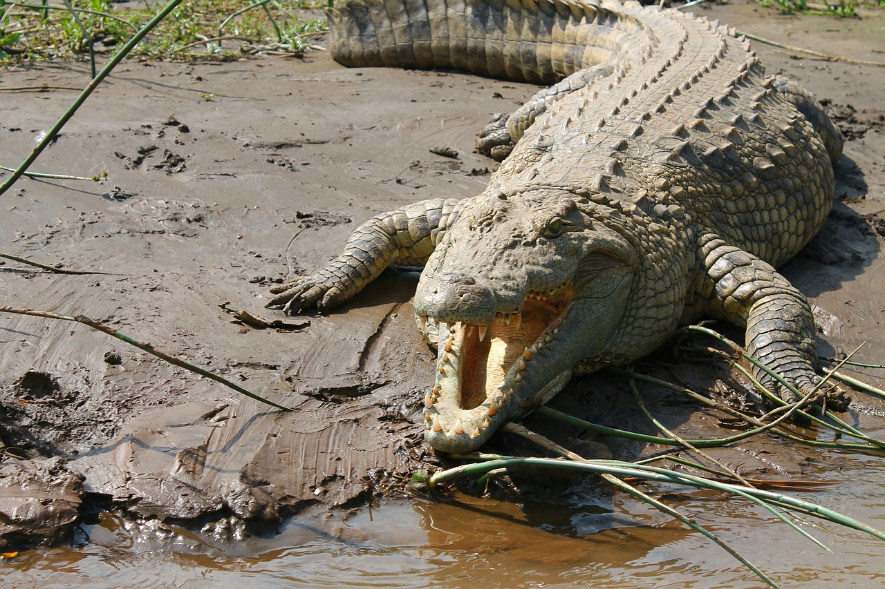 crocodile nile ethiopia free photo