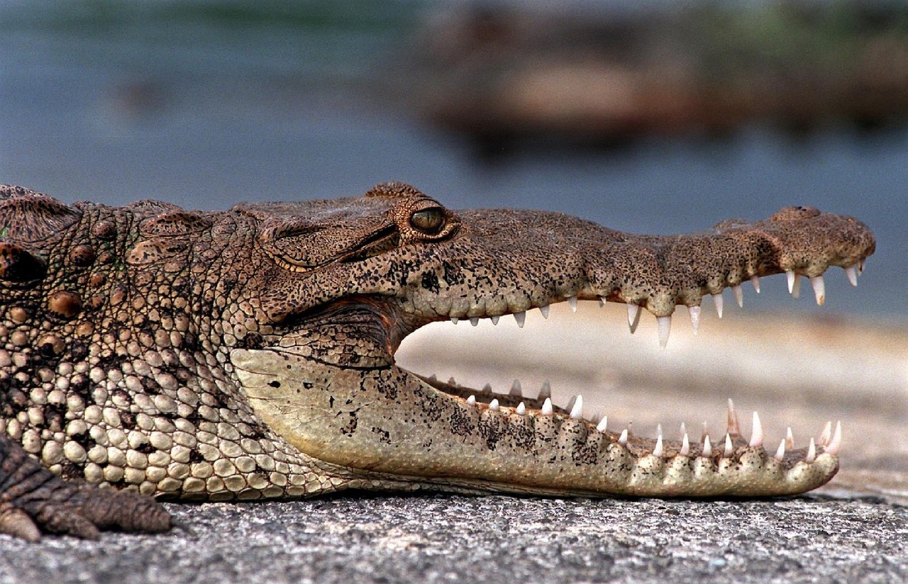 crocodile profile reptile free photo