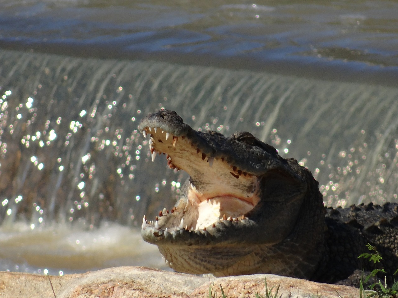 crocodile sri lanka animal free photo