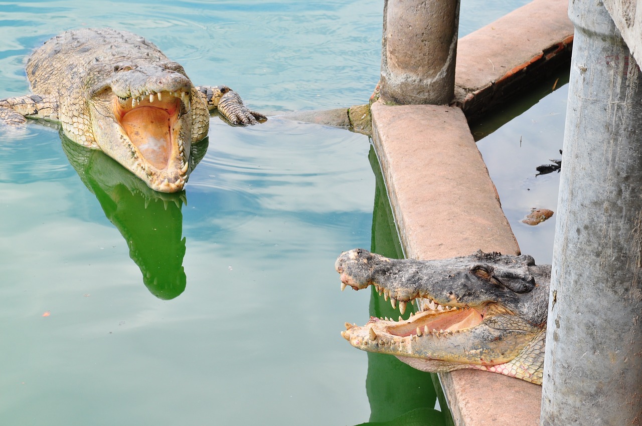 crocodile jaws reptile free photo