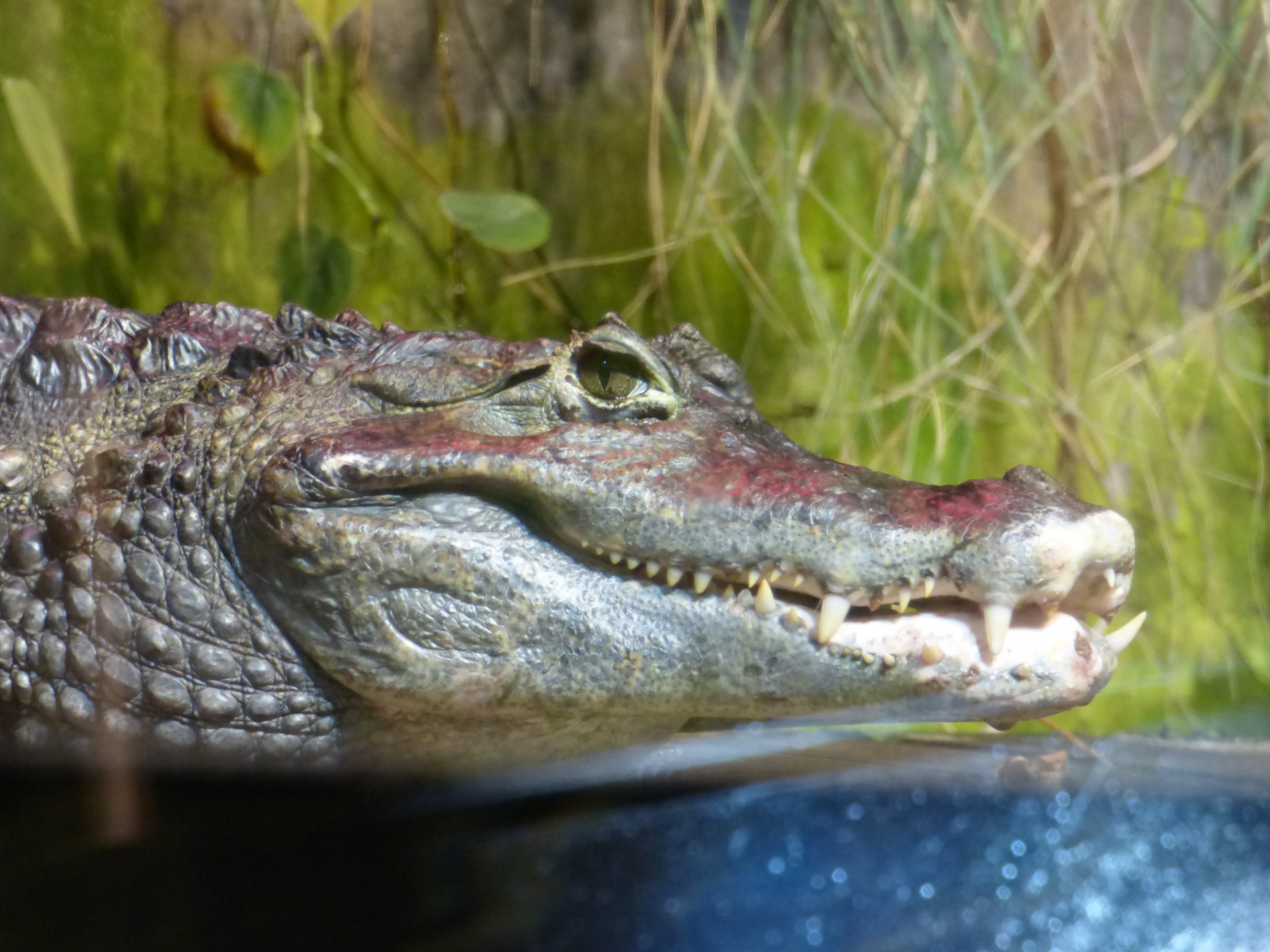 cayman crocodile alligator free photo