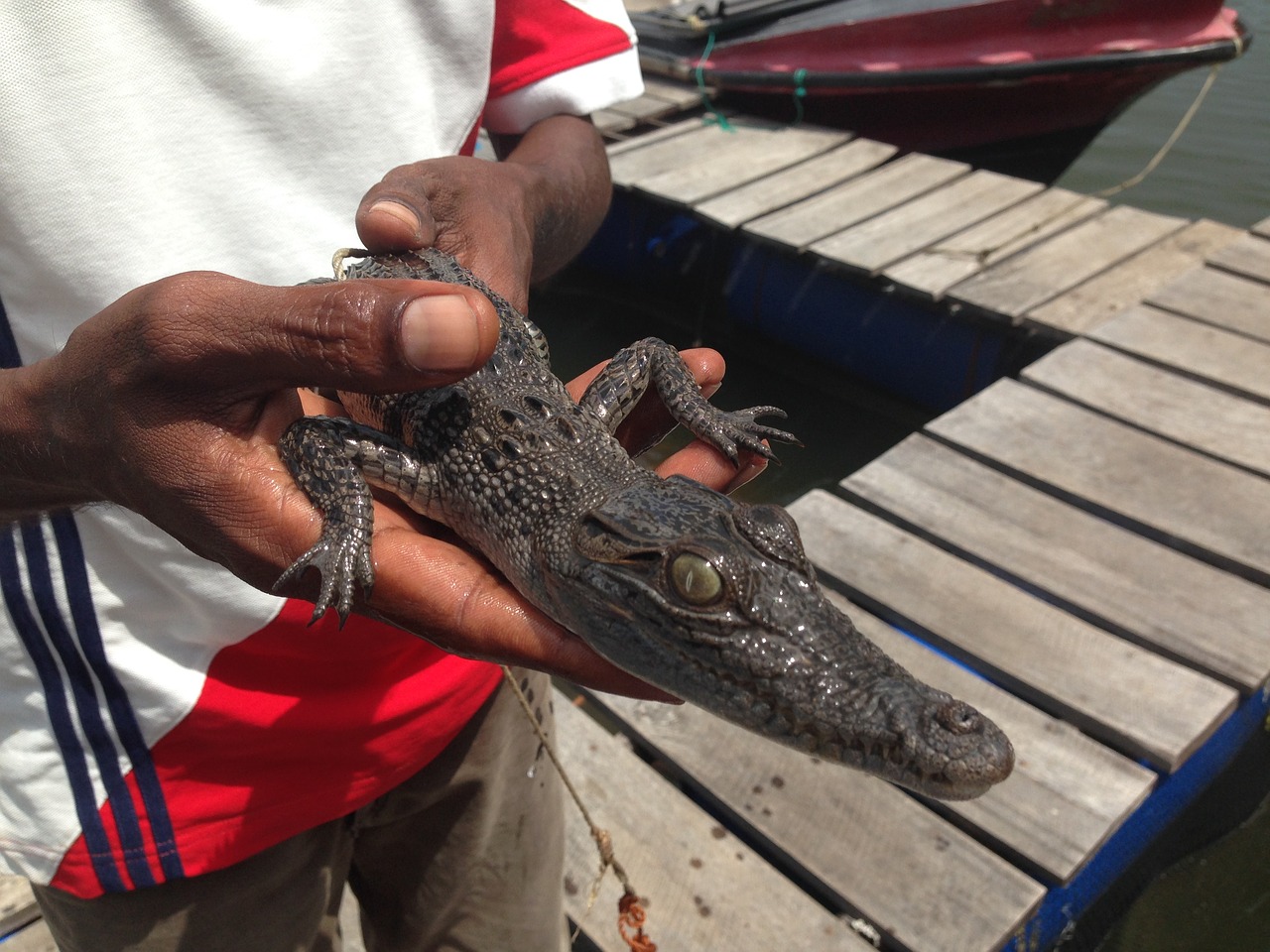 crocodile baby in hands sri lanka the cub free photo