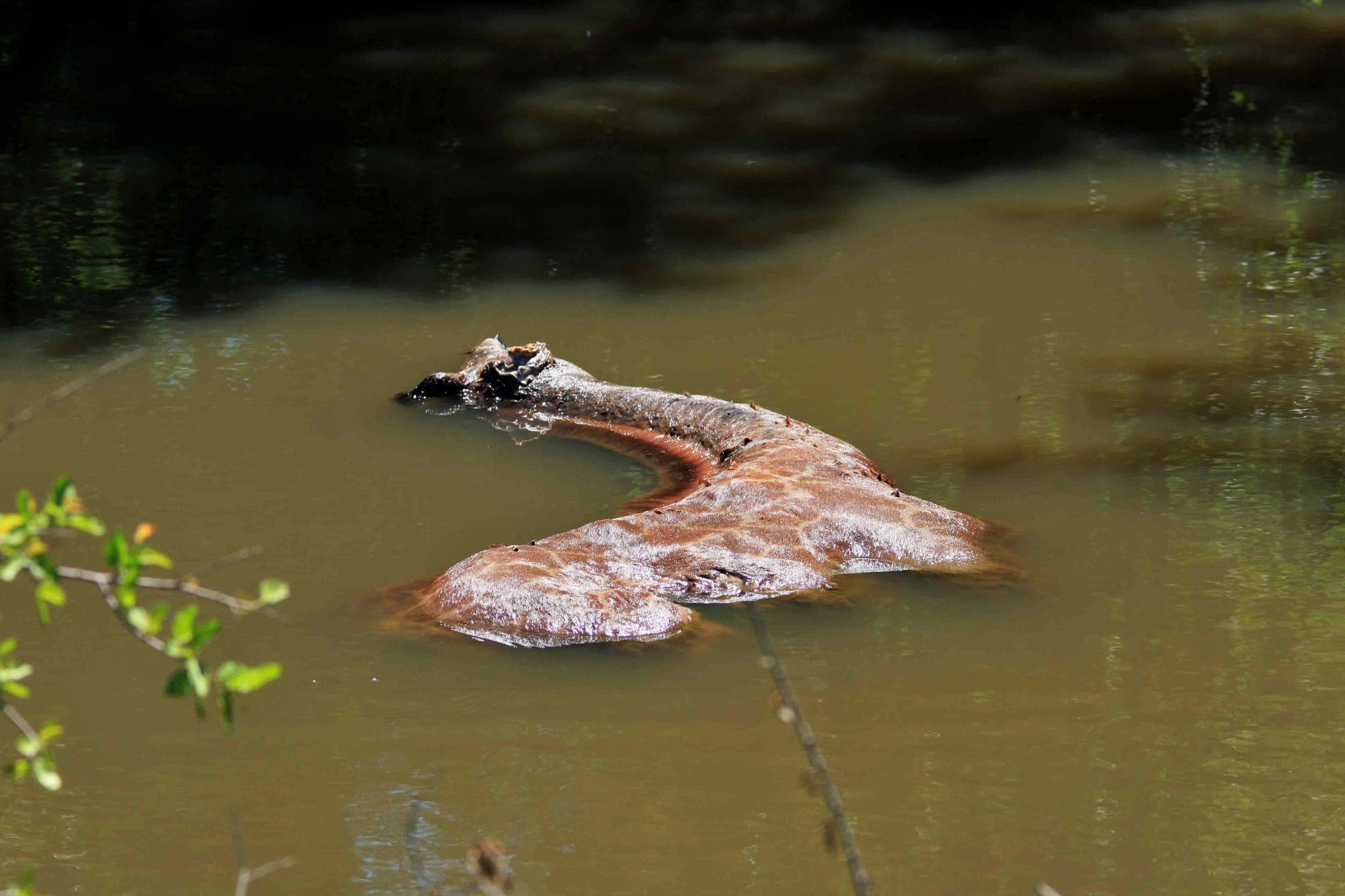 giraffe baby dead free photo