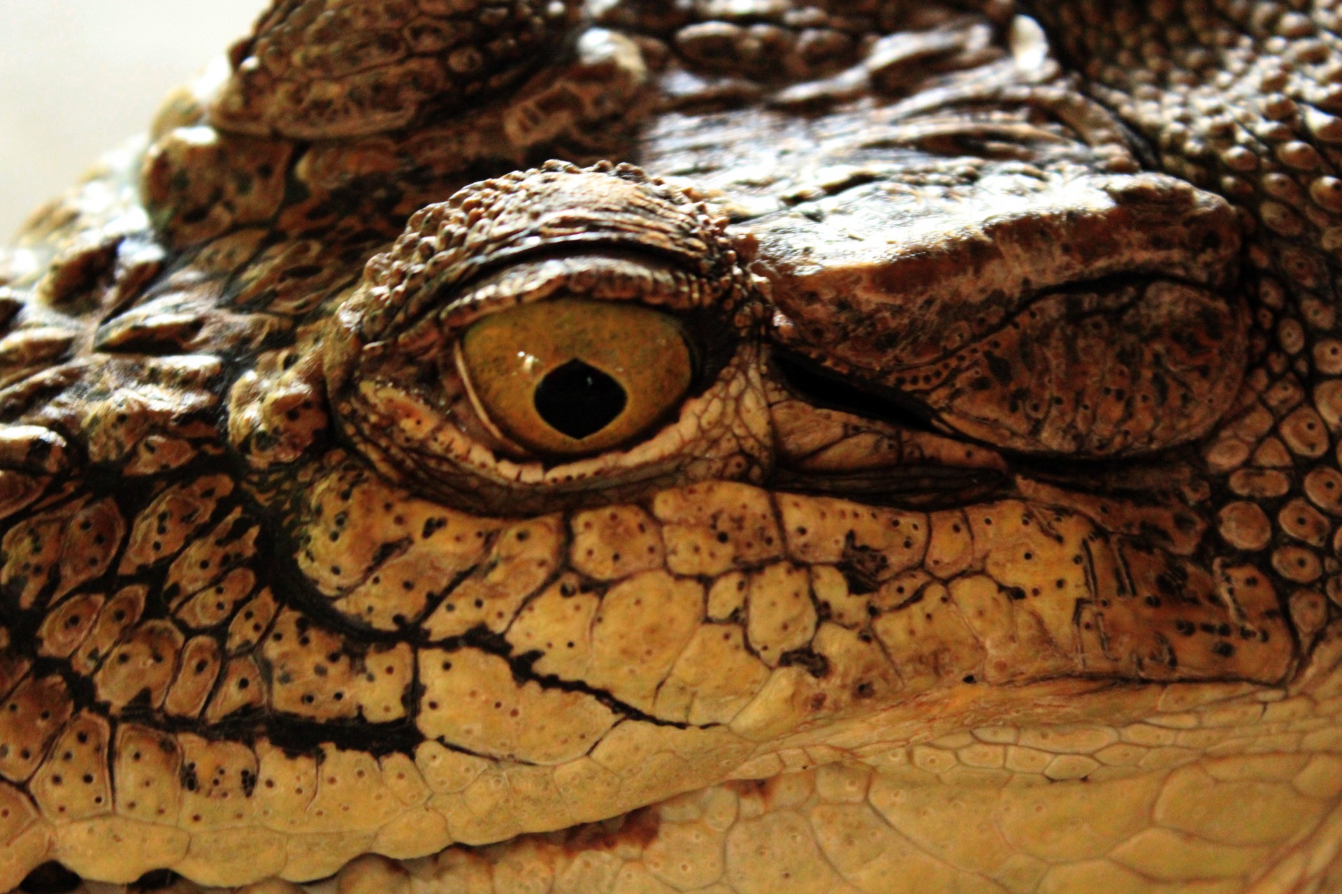 crocodile's eye crocodile eye free photo