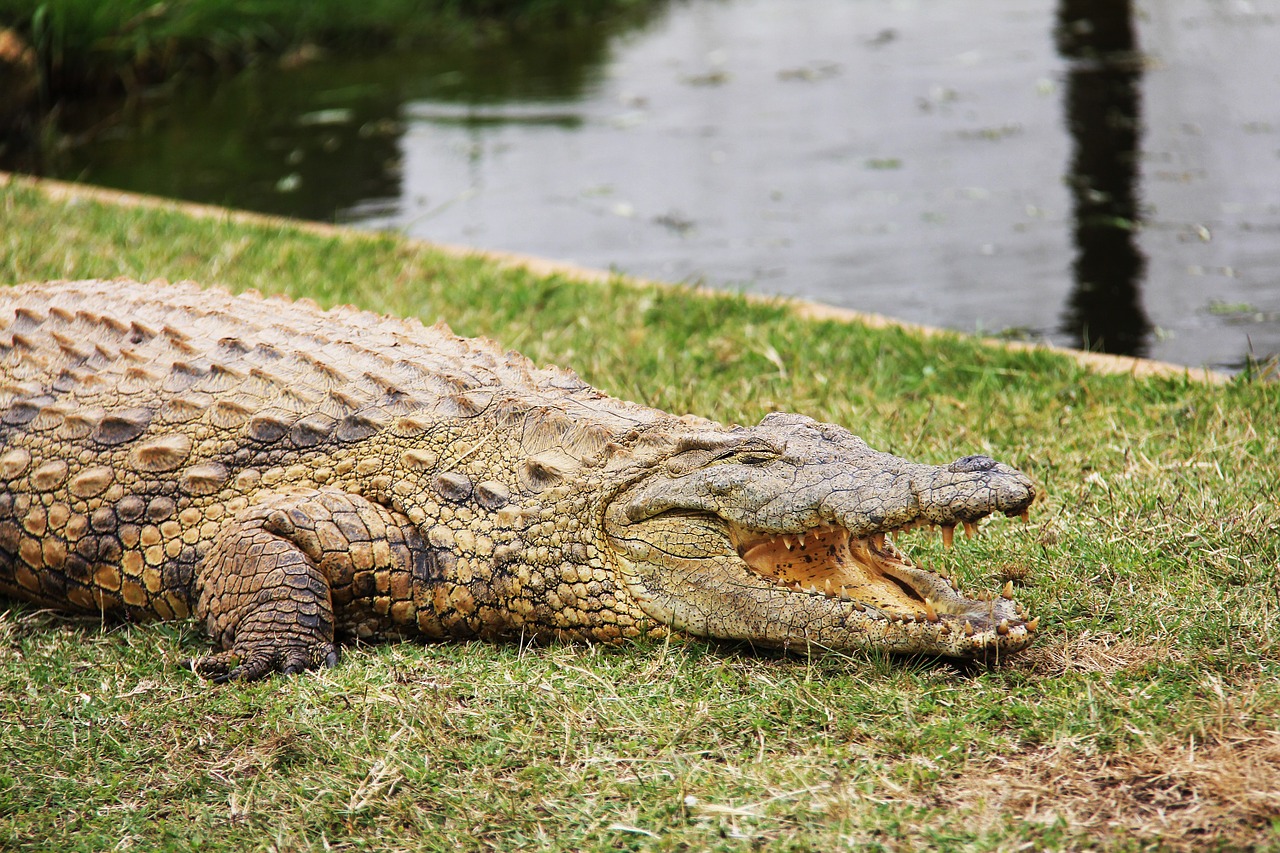 crocodile reptile predator free photo