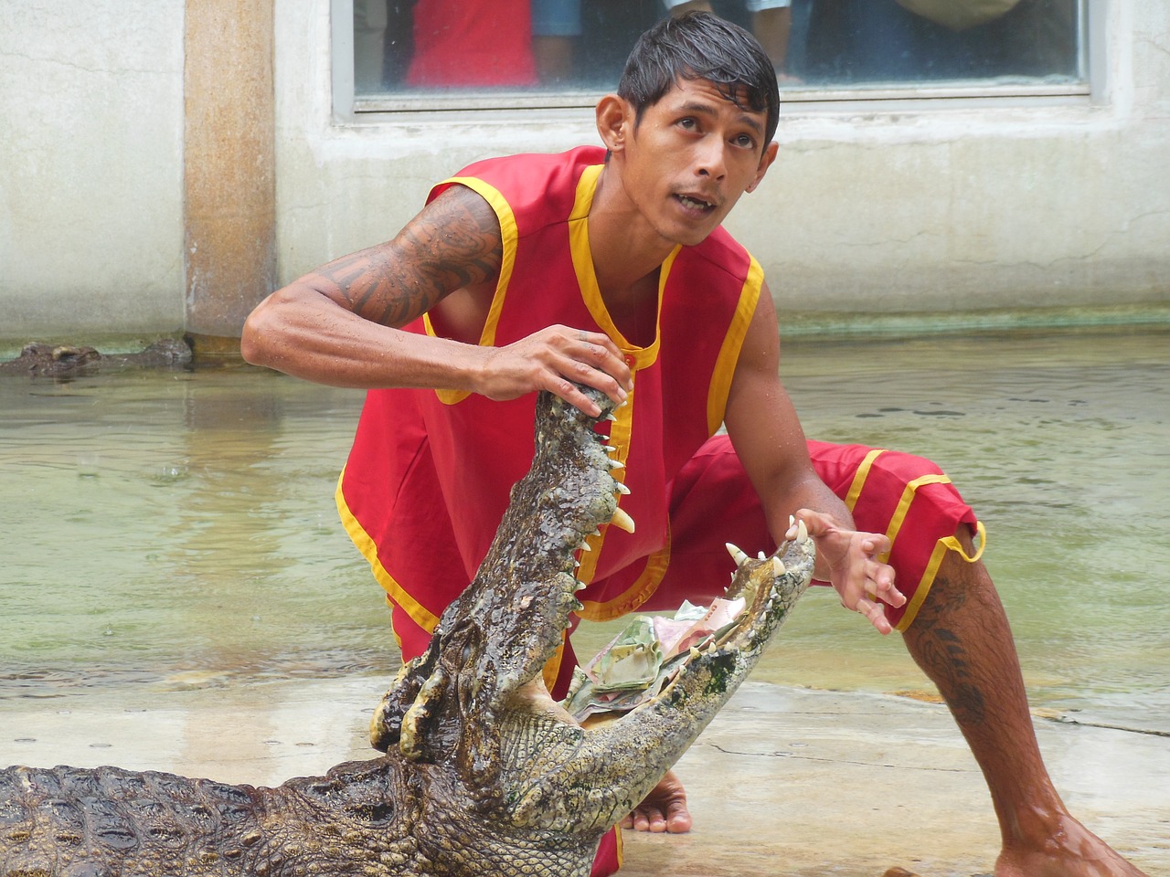 crocodile farm samut prakan thailand free photo