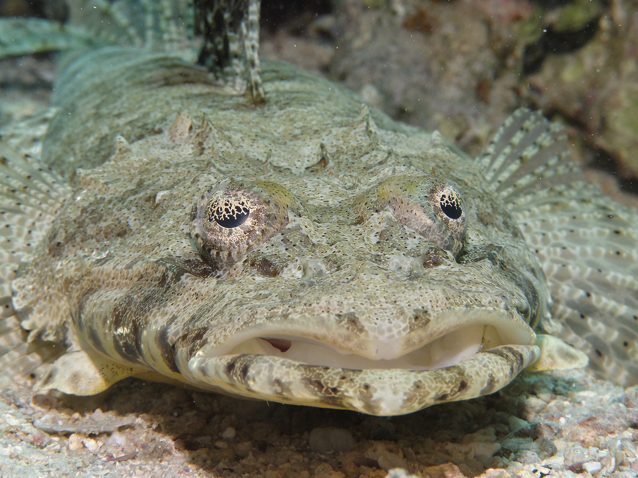 crocodile fish cociella crocodila fish free photo