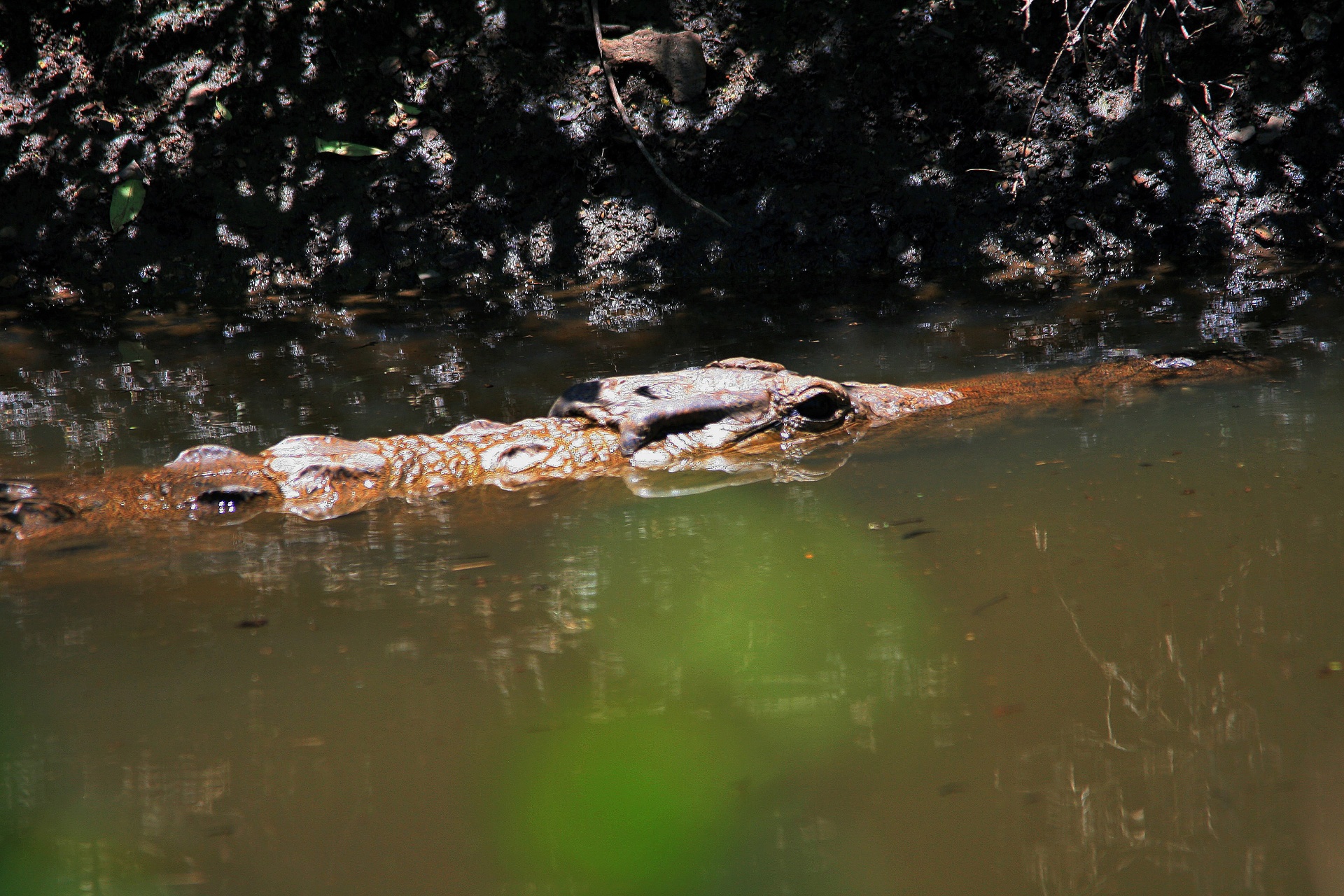 poll water crocodile free photo