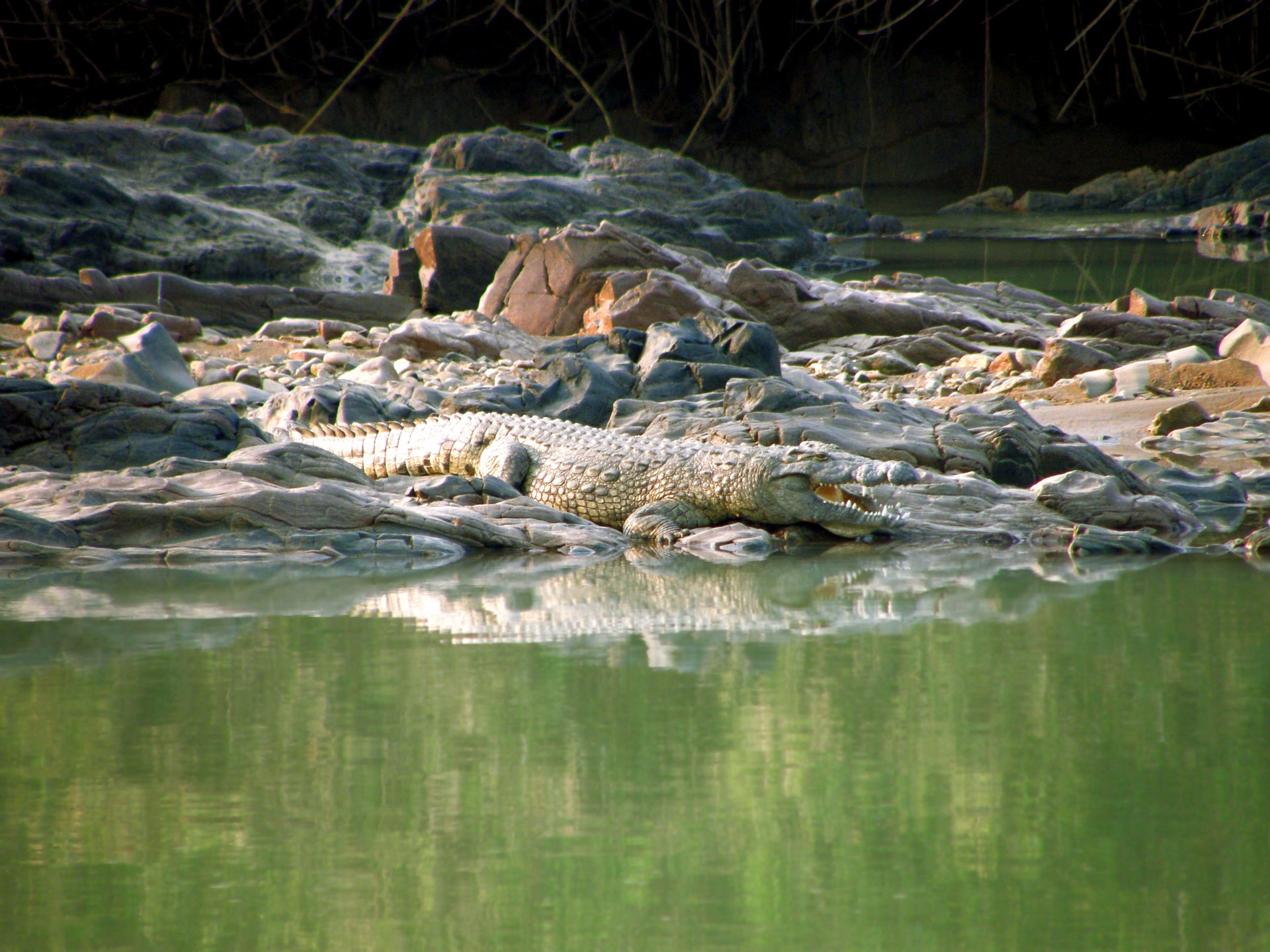 crocodile wild animal free photo