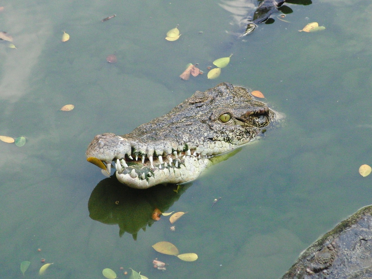 crocodile snout water crocodile free photo