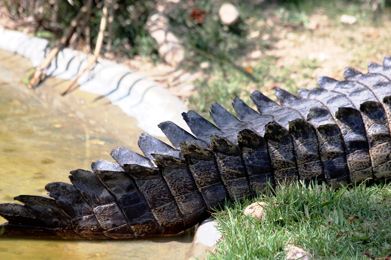 crocodile tail ostrorylyj crocodile crocodylus acutus free photo