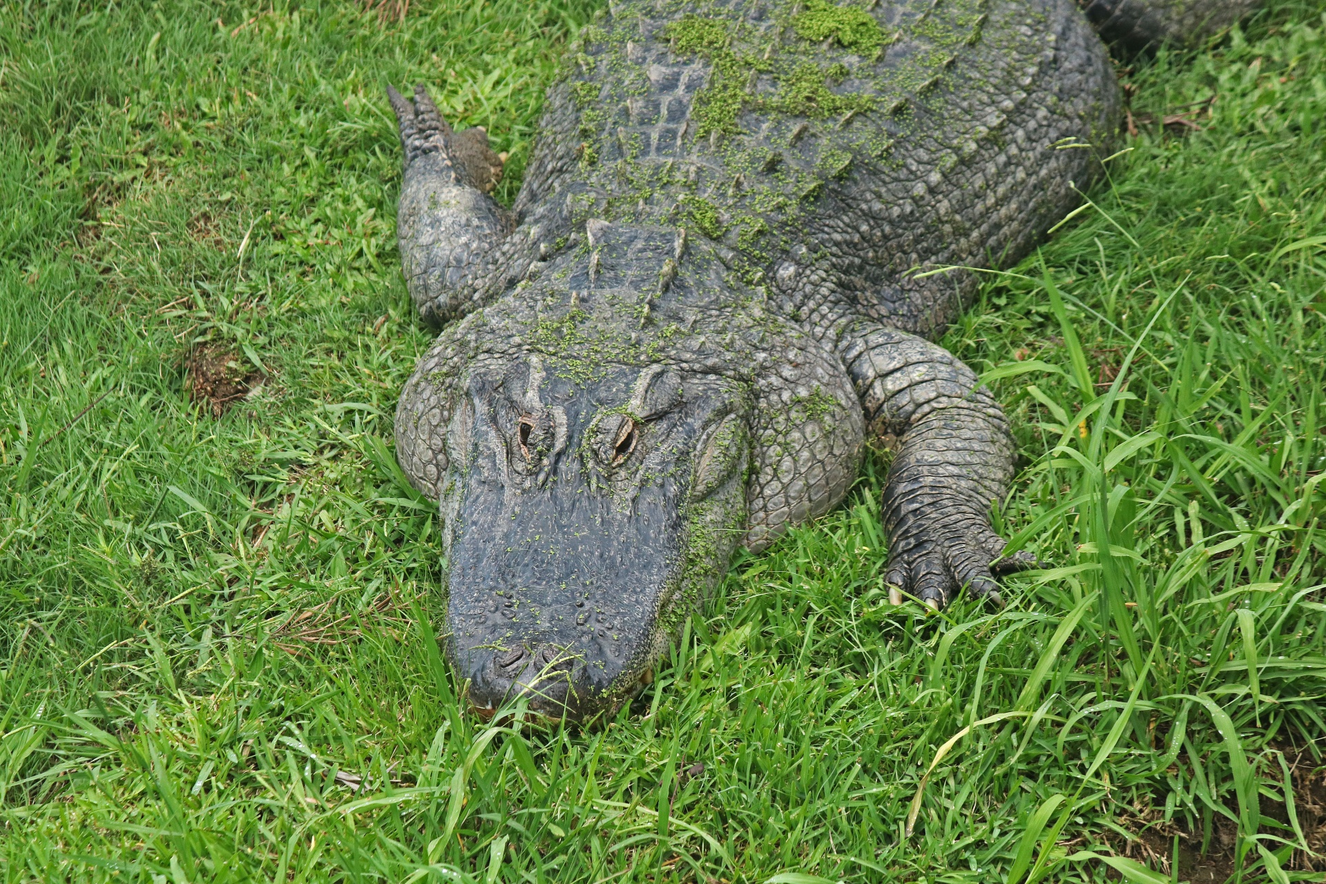 crocodile nile reptile free photo