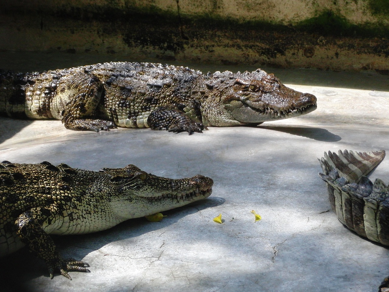 crocodiles reptiles lies free photo