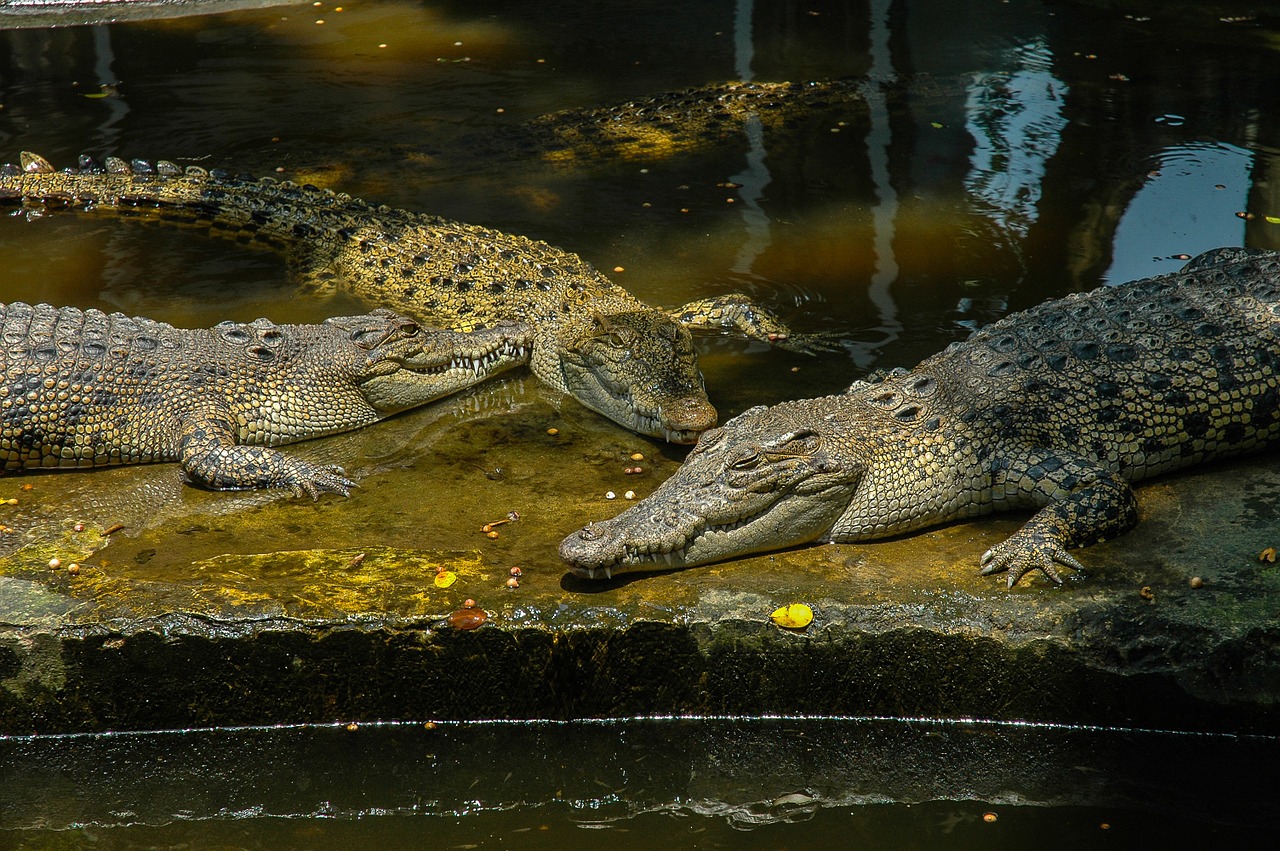 crocodiles reptile zoo free photo