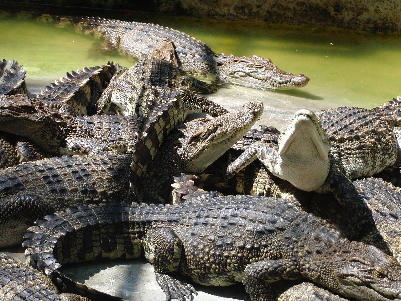 crocodiles crocodile farm summer free photo