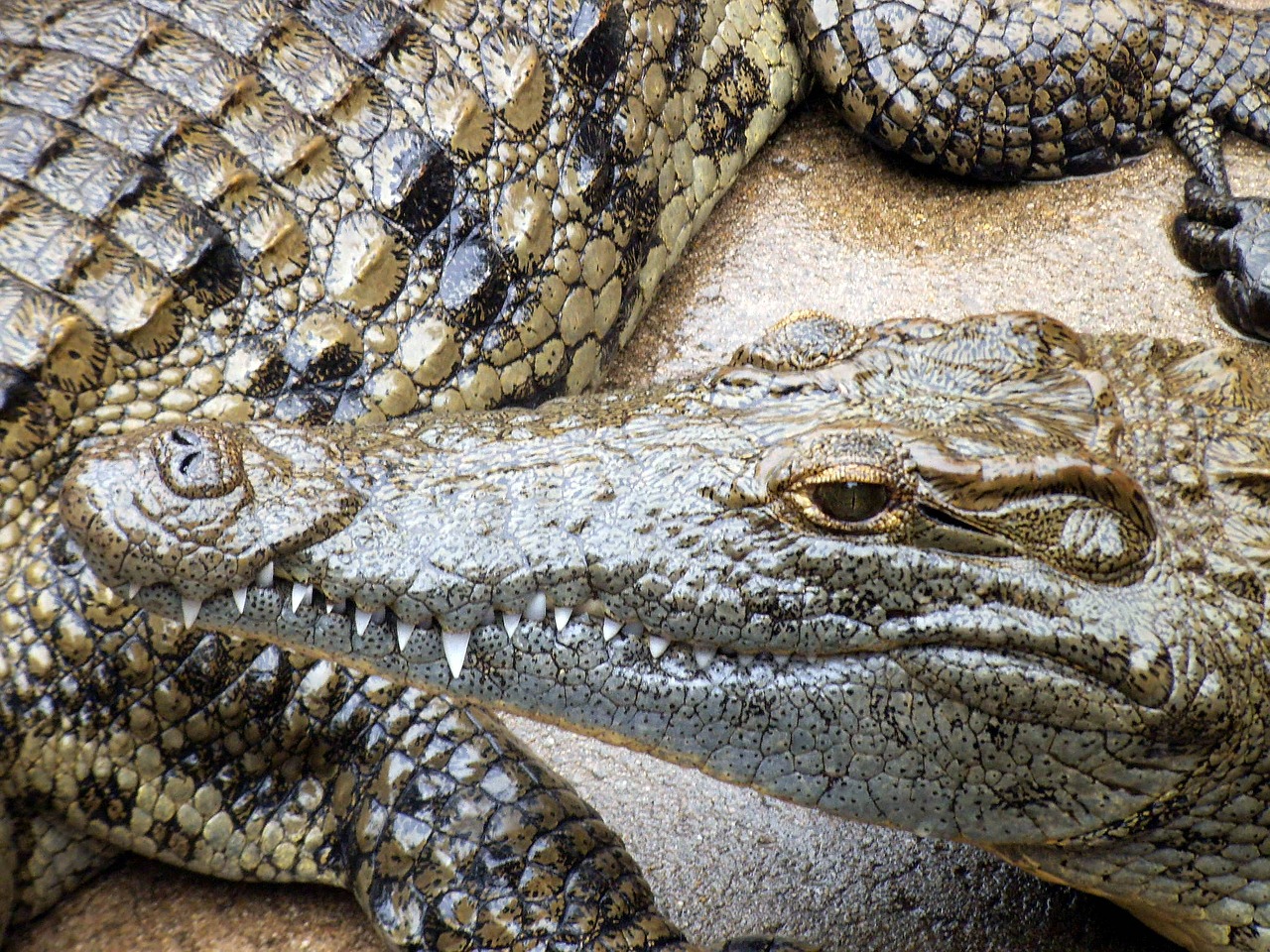 crocodiles animals reptiles free photo